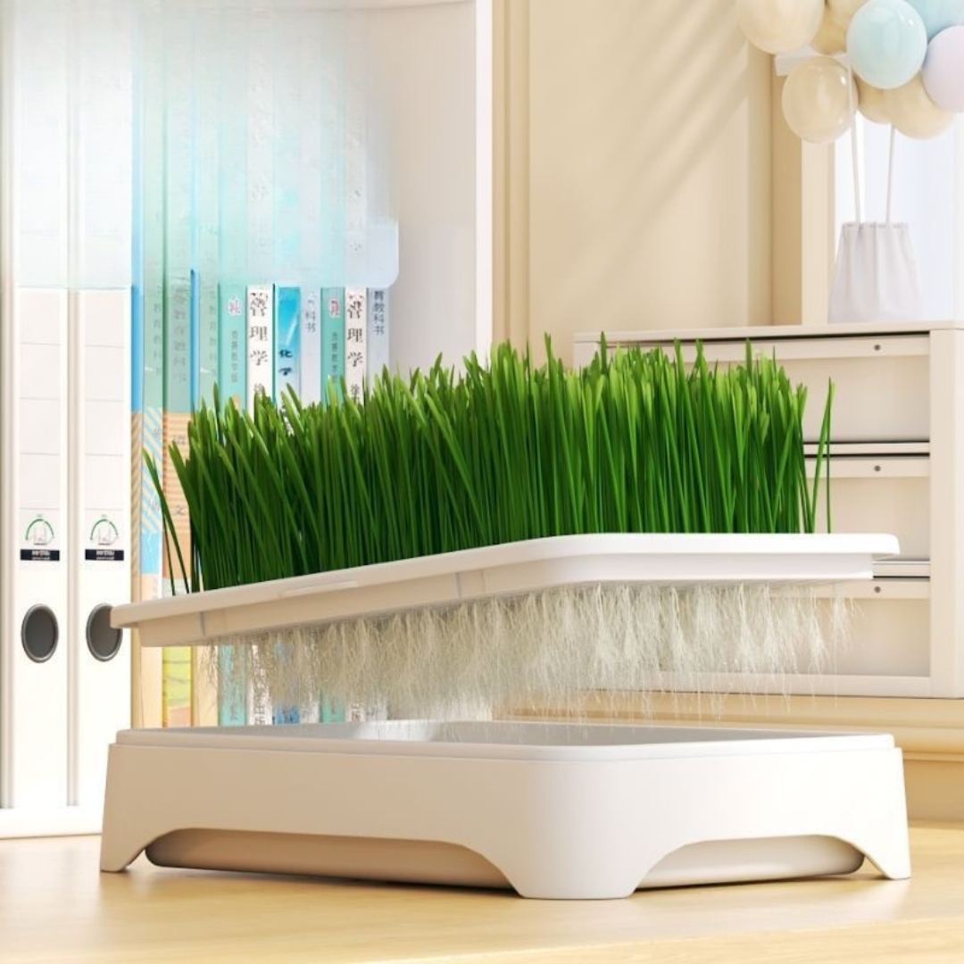 Hydroponic Cat Grass Growing Kit (Complete Set) - Image 5