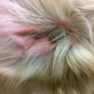 Alternative view of Precision Pet Ear Hair Removal Tweezer