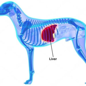 Alternative view of Royal Canin Veterinary Hepatic Dog Food (1.5kg)