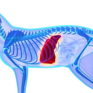 Alternative view of Royal Canin Veterinary Hepatic Cat Food (2kg)