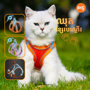 The Adventure-Ready Harness & Leash Duo