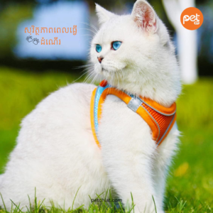 Alternative view of The Adventure-Ready Harness & Leash Duo