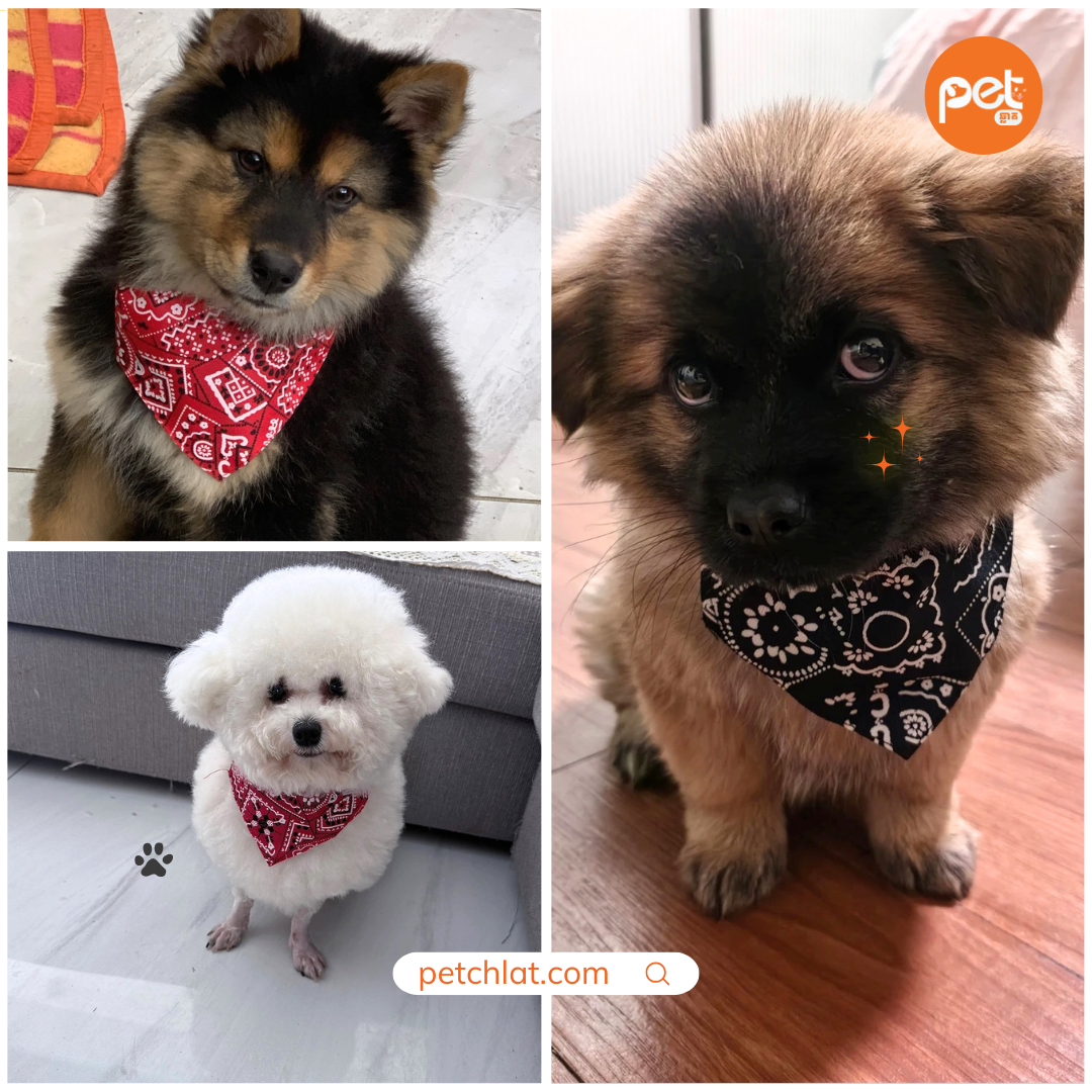 Adjustable Paisley Pet Bandana Collar - Image 3