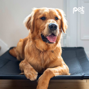 Alternative view of Premium Elevated Outdoor Pet Bed